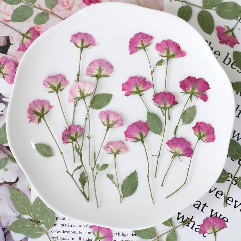 12 peças, Mini Rosas Reais Pre - Resin Art Rose Petals avaliação e preço