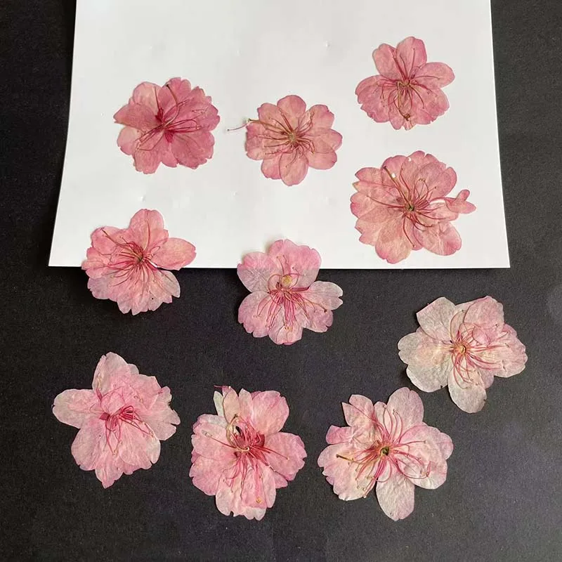 3-4.5cm/24pc real natural seco - Resin Art Rose Petals avaliação e preço