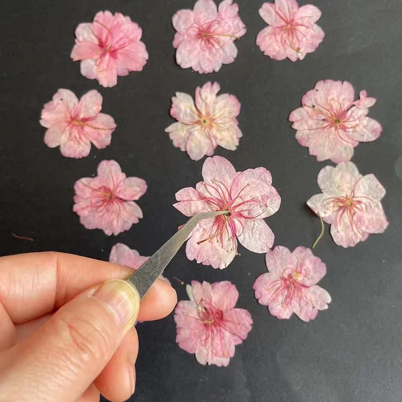 3-4.5cm/24pc real natural seco - Resin Art Rose Petals avaliação e preço