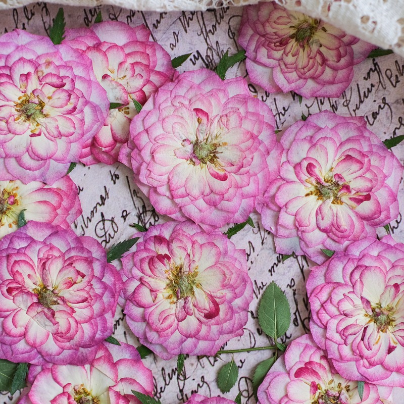 6 peças, Flores Naturais de Ro - Resin Art Rose Petals avaliação e preço
