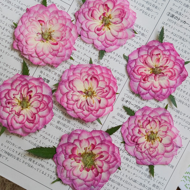 6 peças, Flores Naturais de Ro - Resin Art Rose Petals avaliação e preço
